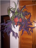 klorofitum i tradescantia 